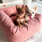 fotelik dla psa do samochodu