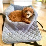 fotelik-legowisko-dla-psa