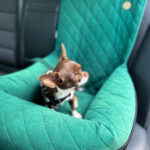 fotelik-samochodowy-dla-cihuahua