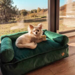 kanapa-dla-malego-psa