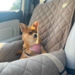 transporter-samochodowy-dla-psa