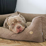 legowiska-dla-american-bully