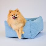 legowisko-dla-malego-psa-szpic-miniaturowy