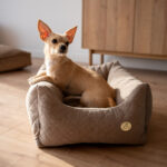 poslanie-dla-maltanczyka