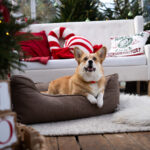 legowisko ortopedyczne dla psa memory foam