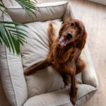 POSLANIE-ORTOPEDYCZNE-MEMORY-XL