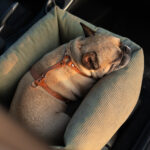 fotelik-dla-psa-do-samochodu-transporter-oliwkowy