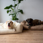 ortopedyczne-legowiska-xxl-dla-psa