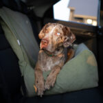 fotelik samochodowy dla dużego psa