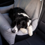 fotelik samochodowy dla dużego psa xl