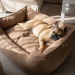 legowisko-dla-buldog-francuski