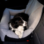 transporter-dla-border-collie-xl