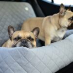 transporter-samochodowy