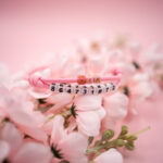 adresowka-dla-psa-obroza