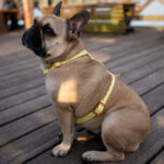 BIOTHANE-SZELKI-DLA-PSA