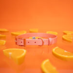 obroza-biothane-klamra-pomaranczowa