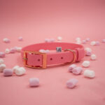 obroza-dla-psa-z-biothanu