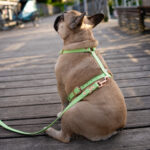 SZELKI-BIOTHAN-GUARD