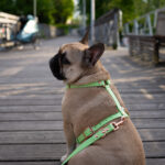 SZELKI-BIOTHANE-DLA-PSA