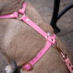 SZELKI-BIOTHANE-GUARD-DLA-PSA