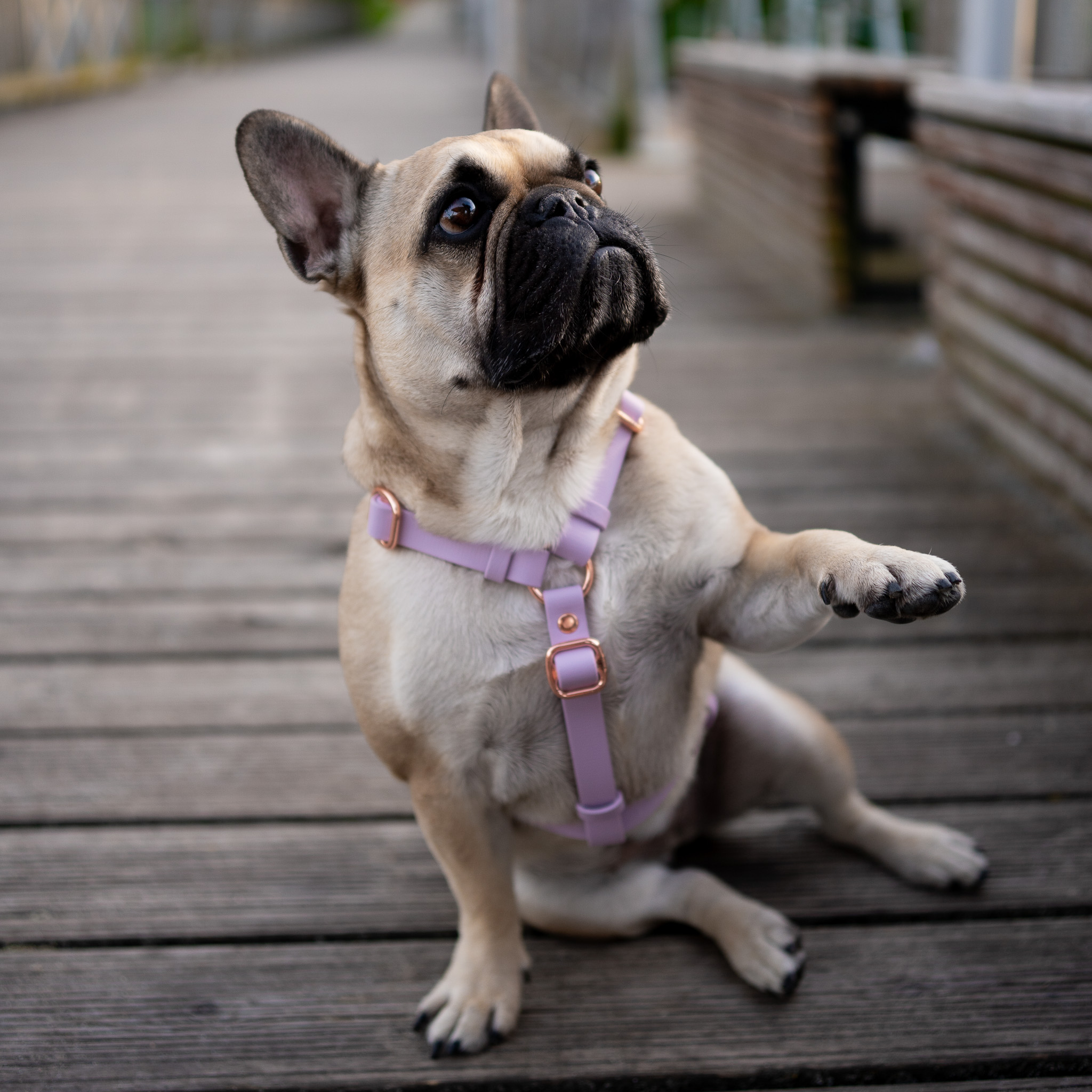 SZELKI-DLA-BULDOGA-FRANCUSKIEGO