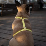 SZELKI-DLA-SZCZENIAKA-BIOTHANE