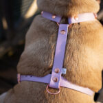 SZELKI-DLA-SZCZENIAKA-GUARD