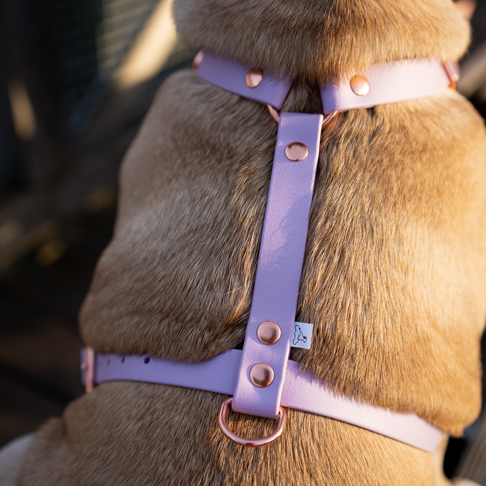 SZELKI-DLA-SZCZENIAKA-GUARD