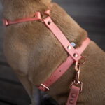 SZELKI-NA-LATO-DLA-PSA