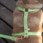 ZIELONE-SZELKI-GUARD