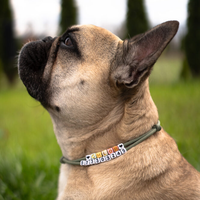 Adresówka, obroża dla psa z imieniem