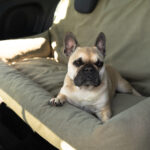 fotelik samochodowy xxxl dla duzego psa