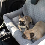 duzy transporter dla psa do samochodu