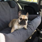 fotelik samochodowy dla psa