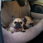 transporter dla psa do auta xxl