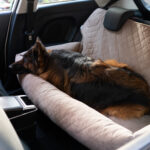 transporter dla psa xxl dla duzego psa